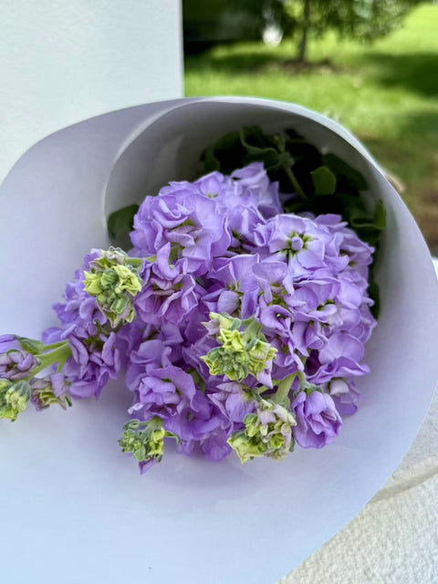 Stock Bouquet, Lavender, 5 Stems