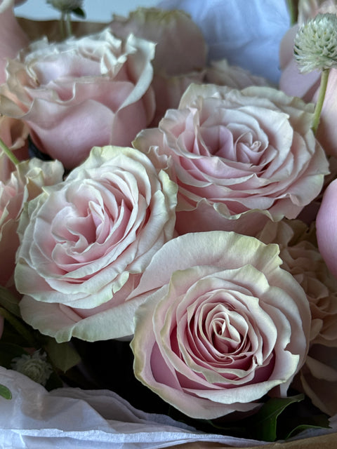 Cherub Rose - 20 Premium Roses